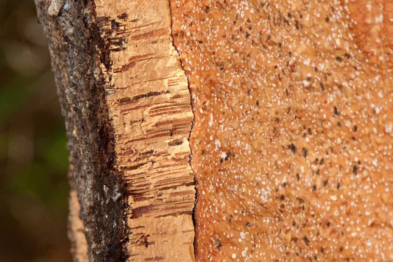 栓皮栎要生长25年后方可初次采收，从第三次采收开始，软木的质量才能符合制作瓶塞的标准。