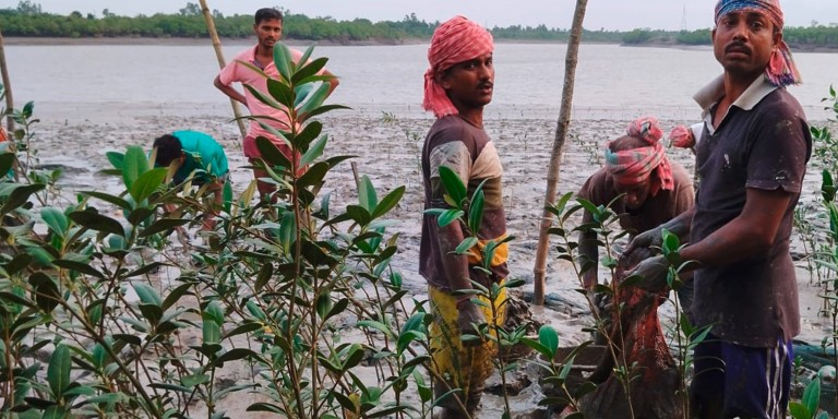 Five men plant mangrove saplings