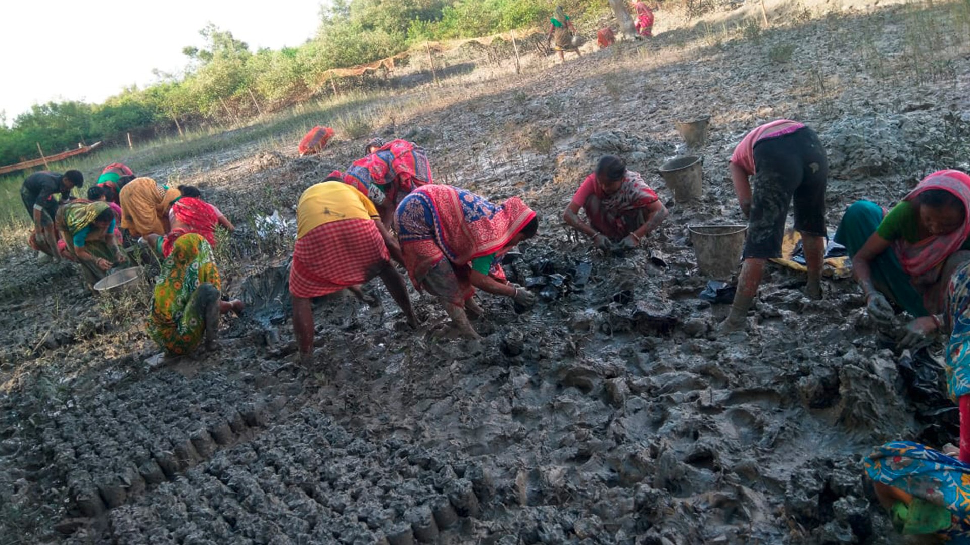 Several people prepare a field for mangrove cultivation