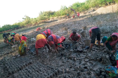 Several people prepare a field for mangrove cultivation
