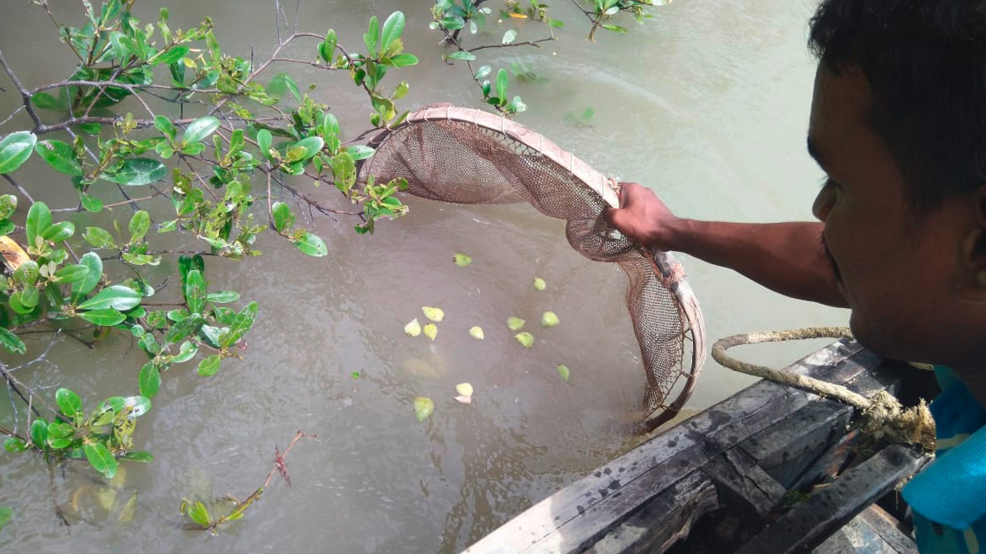 A man collects mangrove seeds with a sieve