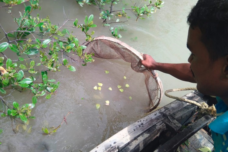 A man collects mangrove seeds with a sieve
