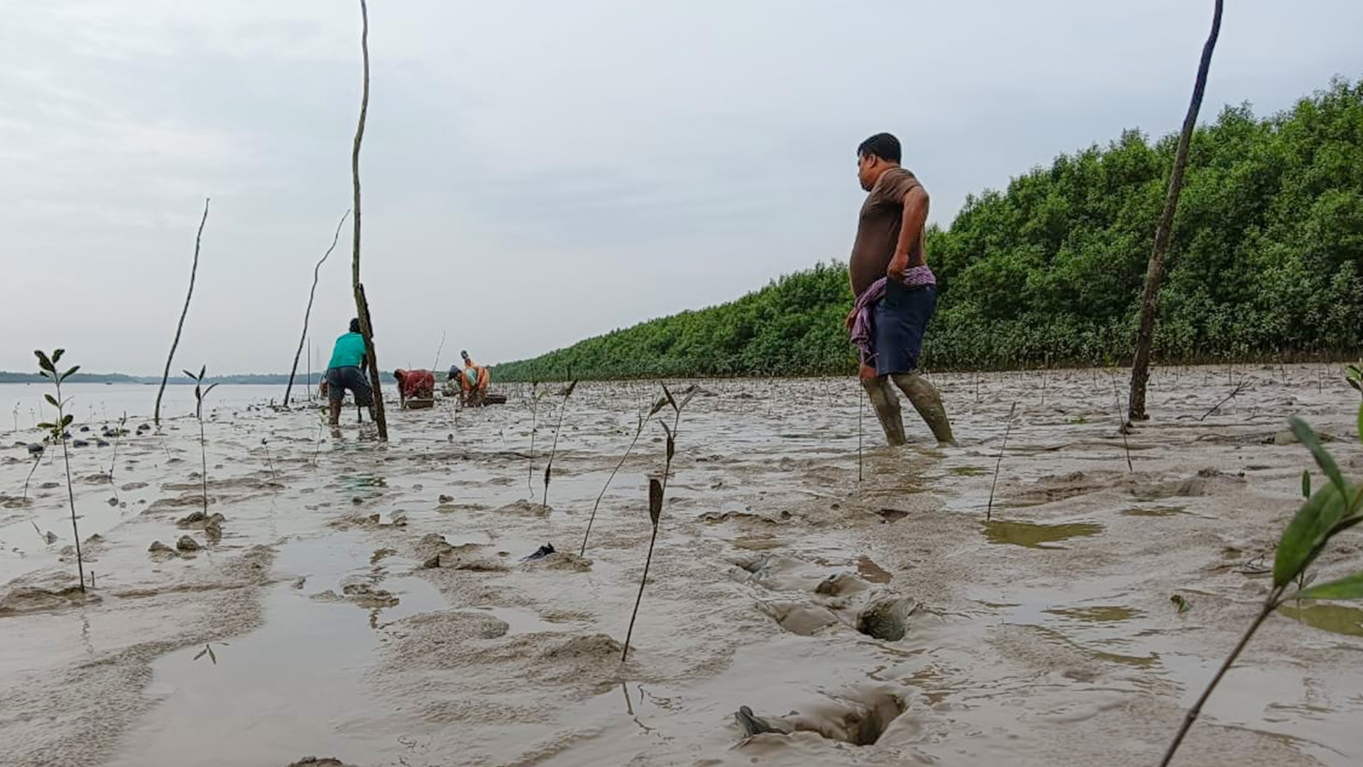 Several men are standing in a field where several small mangrove plants are growing