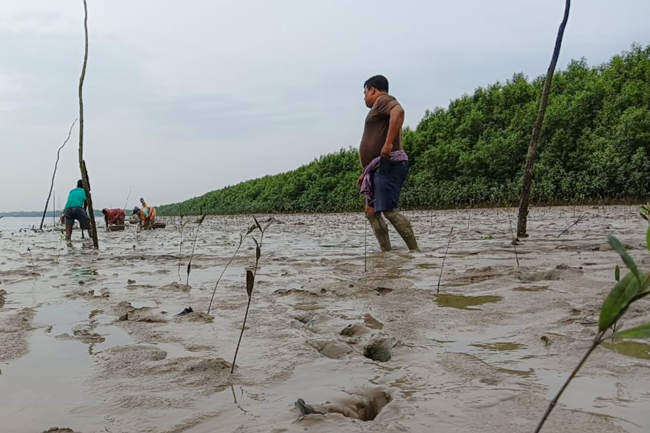 Several men are standing in a field where several small mangrove plants are growing