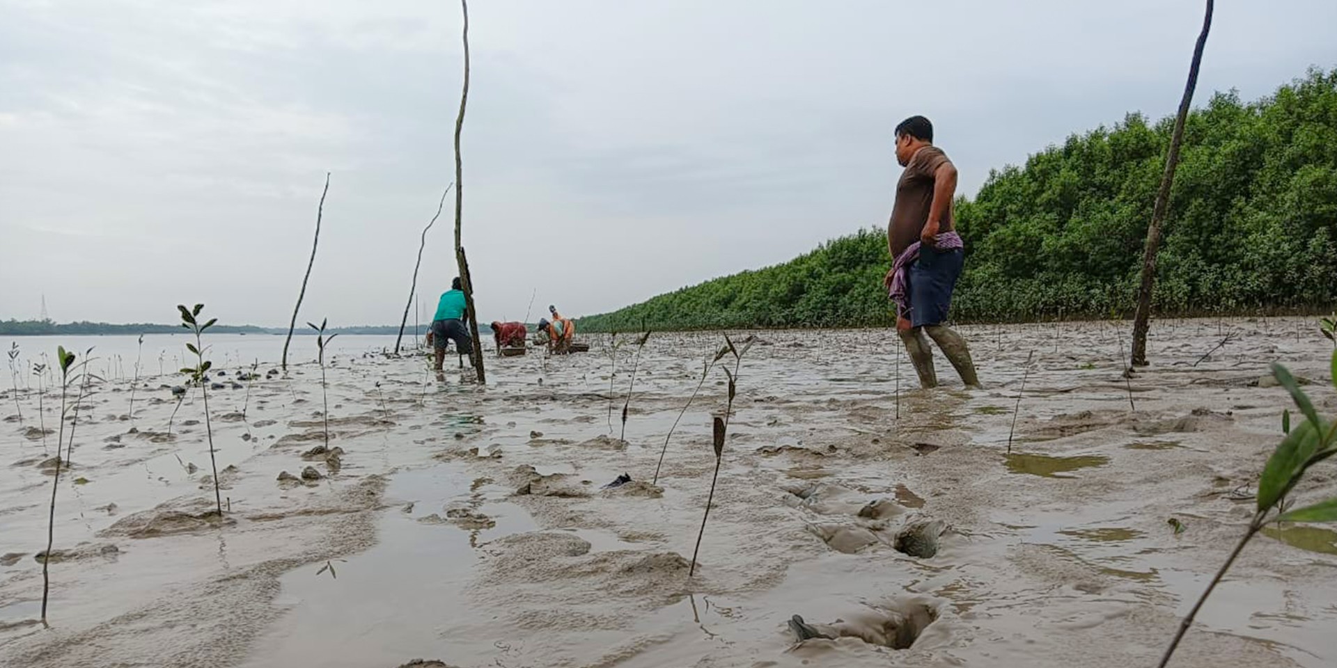 Several men are standing in a field where several small mangrove plants are growing