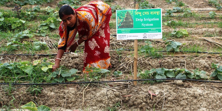 A woman in colorful Indian clothing works in a field with visble drip irrigation systems. A sign has been stuck into the ground indicating that the irrigation system is supported by Wacker Metroark.