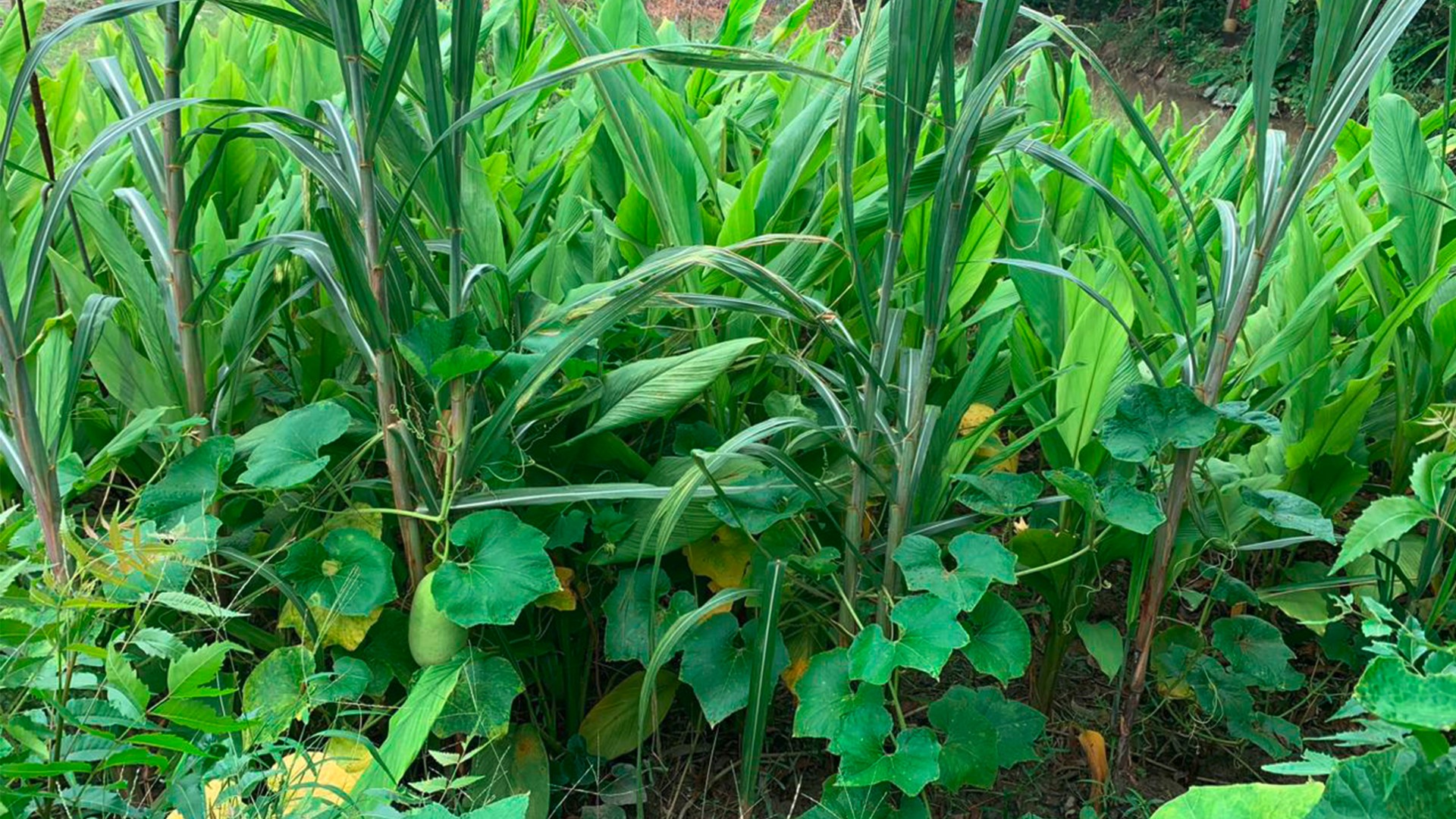 Close-up of mixed crops with fruit grown with the help of organic farming