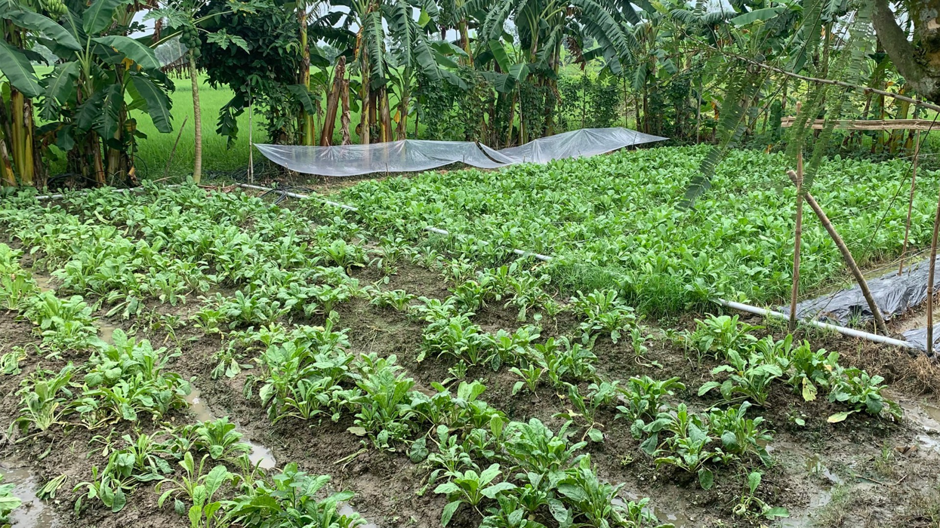 A field showing various crops that have been grown with the help of organic farming