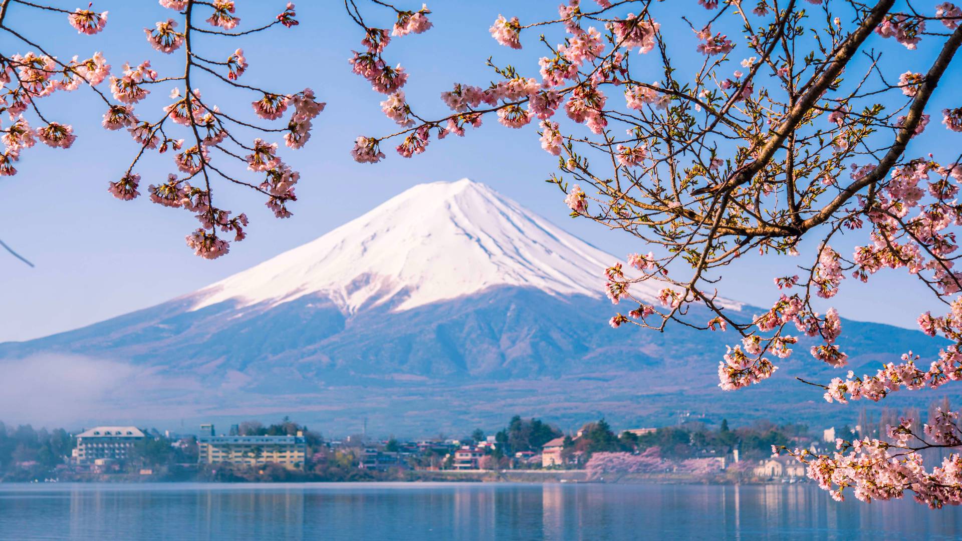 Mount Fuji mit Kirschblüten