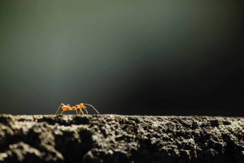 Close-up of an ant