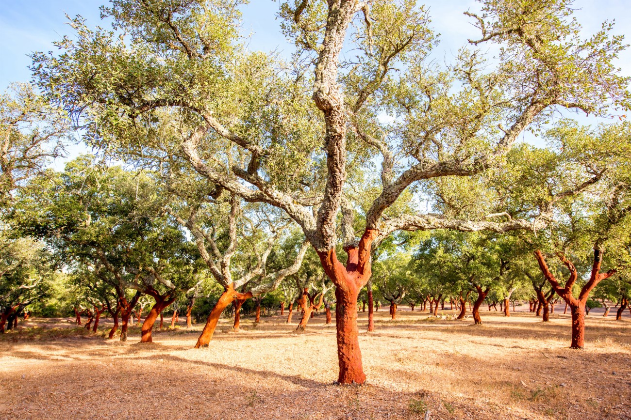 Freshly harvested cork oaks in Portugal: roughly half of the world’s annual production of cork comes from here.